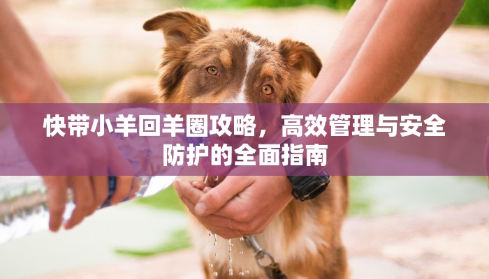 快带小羊回羊圈攻略，高效管理与安全防护的全面指南