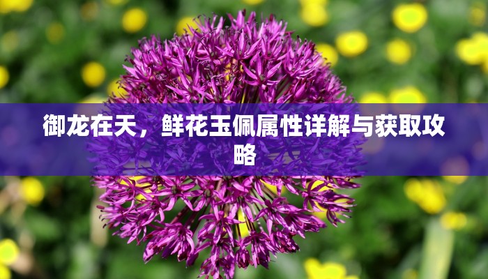 御龙在天，鲜花玉佩属性详解与获取攻略